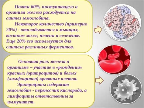 Важность постоянного пополнения железа для синтеза гемоглобина