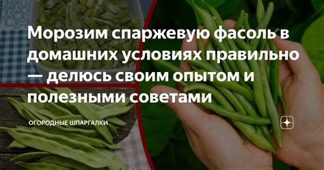 Раздел 6: Можно ли употреблять перезревшую спаржевую фасоль: преимущества и недостатки