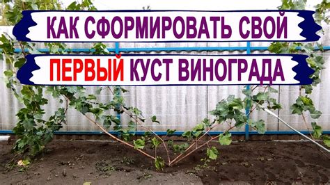 Узнайте, как вашим родителям удалось создать урожайный садок, даже если они не аптекари