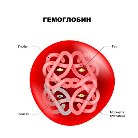 Участие кишечника в образовании гемоглобина