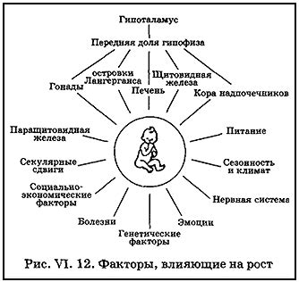  Факторы, влияющие на рост человека 